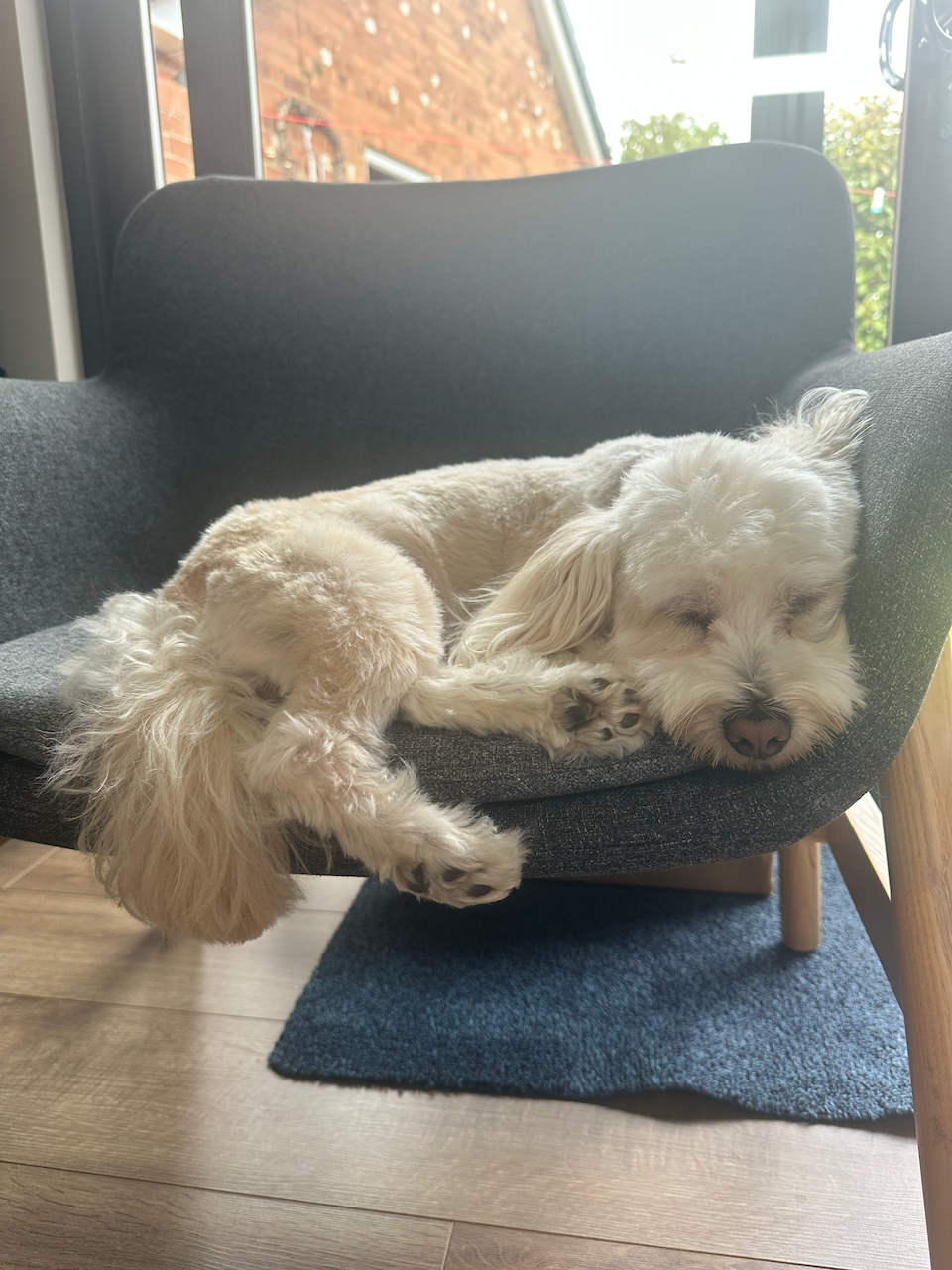 Baxter, a Havanese-Poodle dog sleeping in a chair